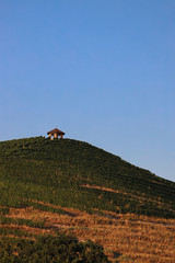 Weinberg in der Sonne vor blauem Himmel mit Holzhütte