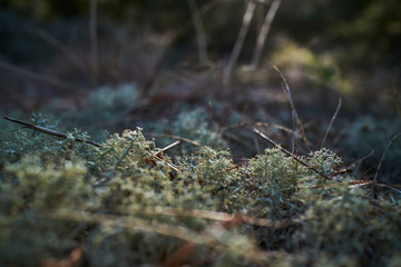 Moss laying on the ground in the forest