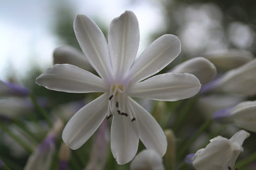 Fototapeta premium white flower