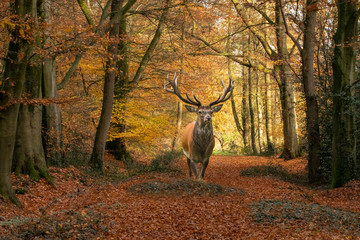 Autumn scenery, falling leaves