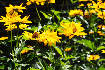 many flowers of yellow Echinacea with green leaves in the garden . medicinal herbs used in medicine to increase immunity