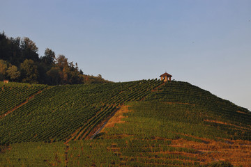 Weinberg mit Häusschen im Sonnenuntergang 