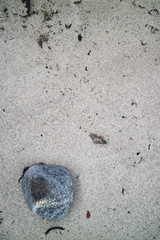 shells and sticks laying in the sand