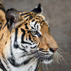 Close-up of a tiger's face. (Panthera tigris corbetti) in the natural habitat, wild dangerous animal in the natural habitat, in Thailand.