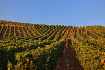 Weinrebenim Sonnenuntergang