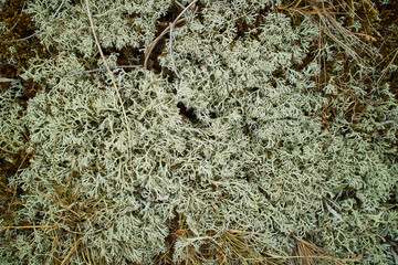 Green moss on the ground in a forest