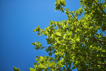 Green leaves and the bright blue sky