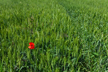 Green field of tall grass and wheat with one lonely red poppy flower