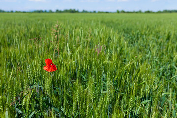 Green field of tall grass and wheat with one lonely red poppy flower