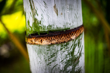 A growing bamboo tree branch cut in the middle