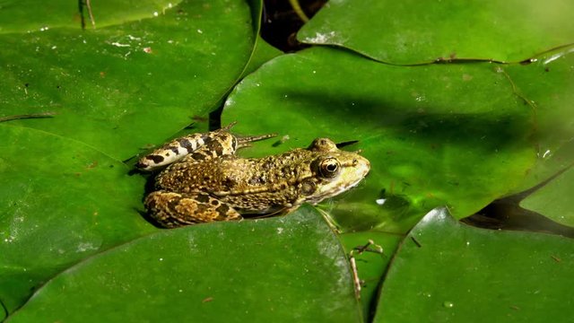 A frog catches and eats a fly
