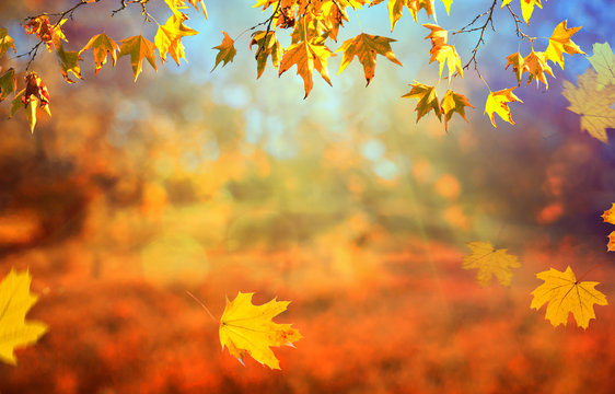 an autumn natural background