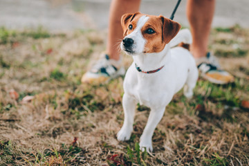 Adorable puppy Jack Russell Terrier walking with its owner.