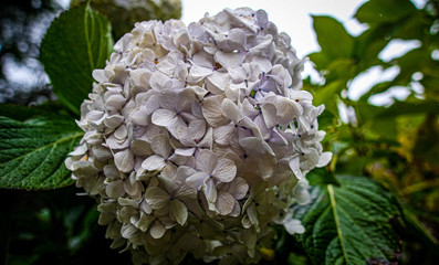 Close up of white flower in garden