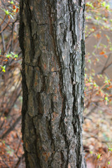 The base of a pine tree growing on three pillars. wood texture of a pine tree.