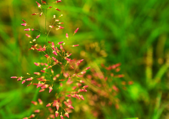 macro image of moss with some parts in focus