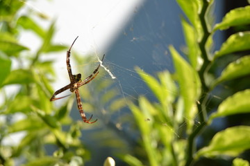 The spider is waiting for its prey among the leaves. Motion blur