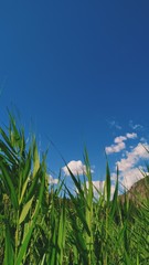 Fototapeta premium grass and sky
