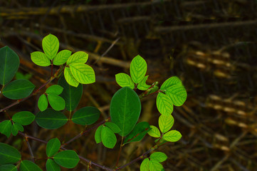 light green shaded tender leaves of a plant