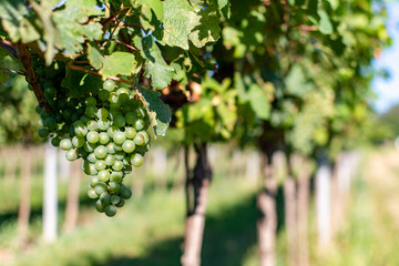 Fototapeta premium Close up image of a bunch of green grapes hanging from the branch on a sunny summer day in a vineyard. Soon to be harvested.