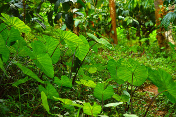 colocasia plants with huge leaves