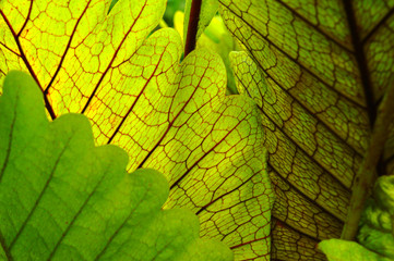 leaves forming a beautiful pattern