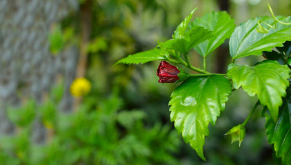 a beautiful flower with some parts in focus