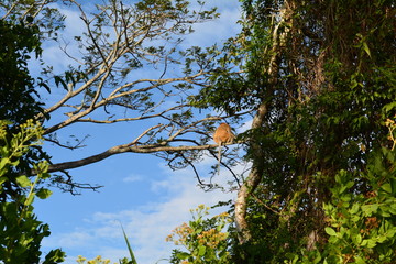 Proboscis monkey along the river cruise