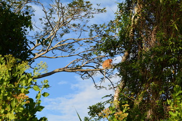 Proboscis monkey along the river cruise