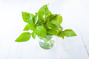 Bunch of fresh green basil in glass jar on white background. Basil plant for healthy cooking. Organic and vegetarian food, zero waste concept. Copy space for text