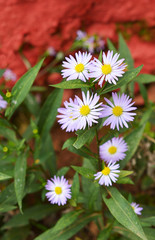 Fototapeta premium a beautiful flower with some parts in focus