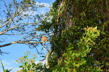 Proboscis monkey along the river cruise