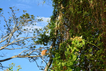 Proboscis monkey along the river cruise