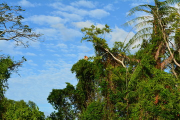 Proboscis monkey along the river cruise