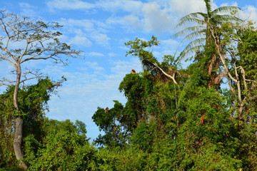 Proboscis monkey along the river cruise