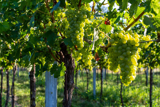 Close up image of a bunch of green grapes hanging from the branch on a sunny summer day in a vineyard. Soon to be harvested.