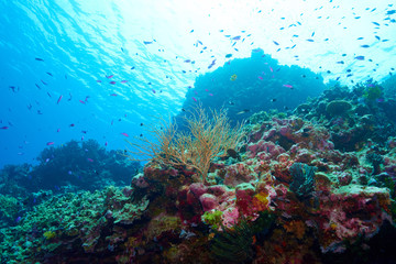 Fototapeta na wymiar One scene of coral reef