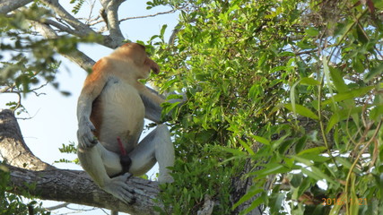 Proboscis monkey along the river cruise