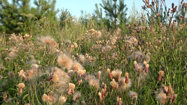 Creeping  Thistle (Cirsium arvense) with fluffy seeds.
