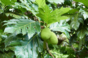 Discover the bread fruit