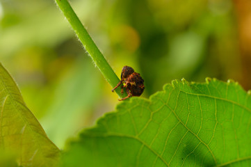 small bug on a branch