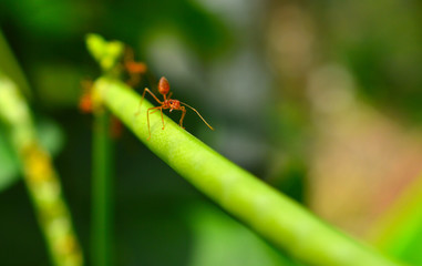 weaver ant on a branch with head in focus