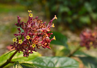 beautiful wild flower with some parts infocus