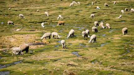 Alpacas grazing in field in Peru
