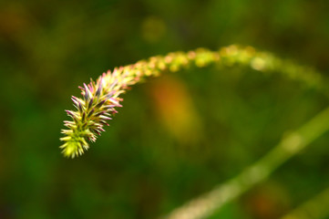 throny flower with some parts in focus