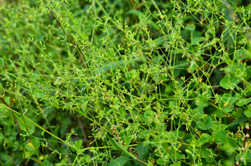 Obraz premium wild grass seeds forming a background