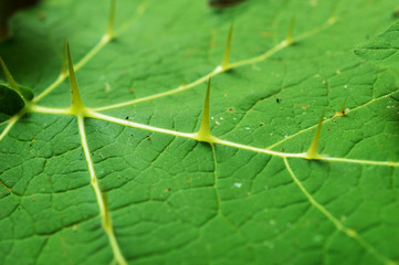 leaf forming a beautiful pattern with thorns