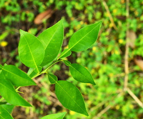 leaf forming a beautiful pattern