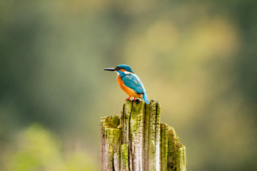 Kingfisher, Alcedo atthis