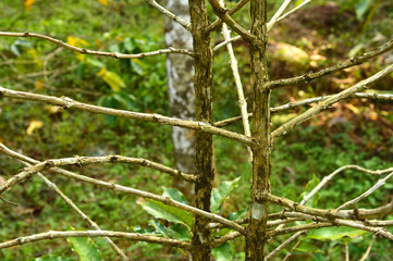 branches of a coffee plant forming a nice pattern